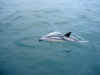Delfiner for boven