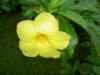 Hawaii Blomst